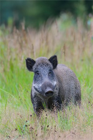 Close-up portrait of wild boar (Sus scrofa), Tusker, Spessart, Bavaria, Germany, Europe Stock Photo - Premium Royalty-Free, Code: 600-07707621