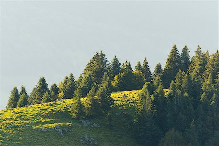 fichtenbaum - Spruces in morning light, Hohneck, Vosges, Alsace, France Photographie de stock - Premium Libres de Droits, Code: 600-07707635