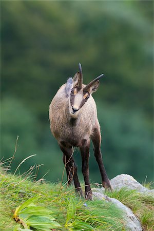 simsearch:700-08006996,k - Close-up portrait of a chamois (Rupicapra rupicapra), Male, Hohneck, Vosges, Alsace, France Stockbilder - Premium RF Lizenzfrei, Bildnummer: 600-07707631