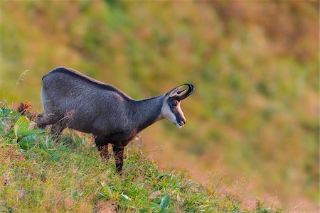 Chamois (Rupicapra rupicapra) in morning light, Hohneck, Vosges, Alsace, France Foto de stock - Sin royalties Premium, Código: 600-07707633