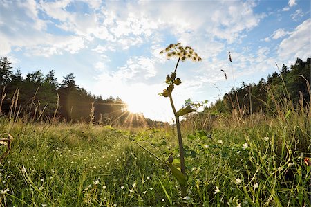 field summer - Landscpae with Peucedanum cervaria Blossom in Meadow in Early Summer, Bavaria, Germany Stock Photo - Premium Royalty-Free, Code: 600-07707675