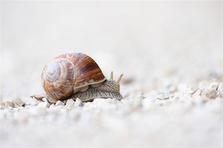 Close-up of Burgundy snail (Helix pomatia) on Gravel Road, Upper Palatinate, Bavaria, Germany Photographie de stock - Premium Libres de Droits, Code: 600-07707676
