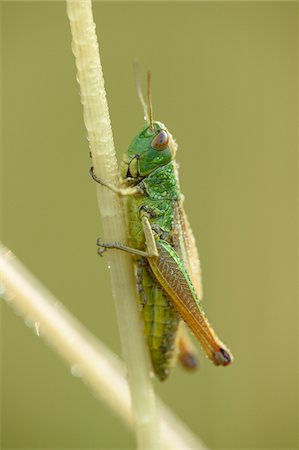 simsearch:600-05524586,k - Close-up of Meadow Grasshopper (Chorthippus parallelus) on Stalk of Grass in Meadow in Early Summer, Bavaria, Germany Stock Photo - Premium Royalty-Free, Code: 600-07707682