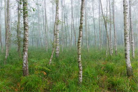 simsearch:600-08548021,k - Birch Forest in Early Morning Mist, Hesse, Germany Stock Photo - Premium Royalty-Free, Code: 600-07708366