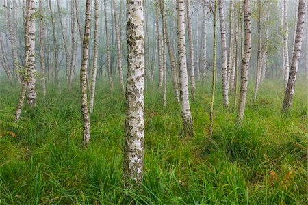 simsearch:600-08519367,k - Birch Forest in Early Morning Mist, Hesse, Germany Stock Photo - Premium Royalty-Free, Code: 600-07708367