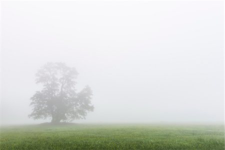 Black Alder Tree in Morning Mist, Moenchbruch Nature Reserve, Moerfelden-Walldorf, Hesse, Germany Photographie de stock - Premium Libres de Droits, Code: 600-07708361