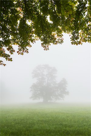 Black Alder Tree in Morning Mist, Moenchbruch Nature Reserve, Moerfelden-Walldorf, Hesse, Germany Foto de stock - Sin royalties Premium, Código: 600-07708362