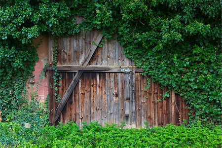Old Wooden Gate with Ivy (Hedera helix), Hesse, Germany Stock Photo - Premium Royalty-Free, Code: 600-07708373