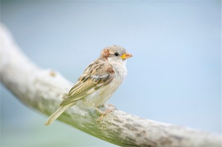 simsearch:600-07707676,k - Close-up of House Sparrow (Passer domesticus) in Summer, Bavaria, Germany Stockbilder - Premium RF Lizenzfrei, Bildnummer: 600-07708394