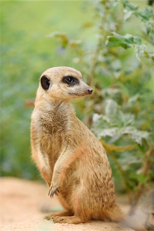 Close-up of Meerkat (Suricata suricatta) in Summer, Bavaria, Germany Stock Photo - Premium Royalty-Free, Code: 600-07711716