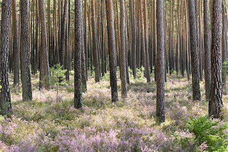 simsearch:600-08145818,k - Scots Pine (Pinus sylvestris) Forest with Common Heather (Calluna vulgaris) in Late Summer, Upper Palatinate, Bavaria, Germany Stock Photo - Premium Royalty-Free, Code: 600-07711725