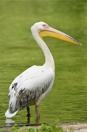 simsearch:400-07314059,k - Close-up of Great White Pelican (Pelecanus onocrotalus) in Lake in Summer, Bavaria, Germany Foto de stock - Sin royalties Premium, Código: 600-07729937