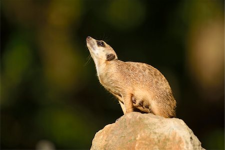 Close-up of Meerkat (Suricata suricatta) in Summer, Bavaria, Germany Foto de stock - Sin royalties Premium, Código: 600-07729947