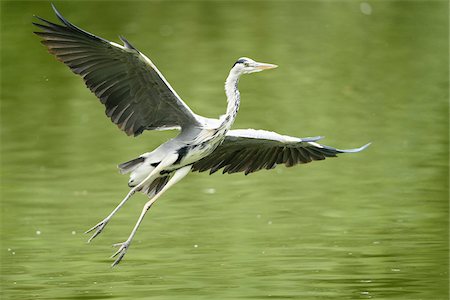 simsearch:600-07802725,k - Close-up of Fying Grey Heron (Ardea cinerea) in Summer, Bavaria, Germany Photographie de stock - Premium Libres de Droits, Code: 600-07729941