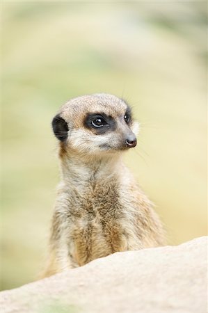 suricate - Close-up of meerkat or suricate (Suricata suricatta) in summer, Bavaria, Germany Foto de stock - Sin royalties Premium, Código: 600-07734326