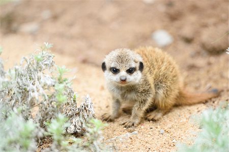 Close-up of a meerkat or suricate (Suricata suricatta) youngster in summer, Bavaria, Germany Photographie de stock - Premium Libres de Droits, Code: 600-07734327