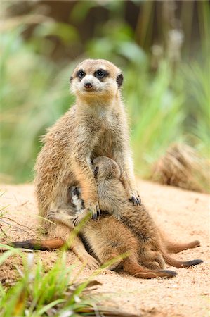 simsearch:400-07471750,k - Close-up of a meerkat or suricate (Suricata suricatta) mother with her youngsters in summer, Bavaria, Germany Foto de stock - Sin royalties Premium, Código: 600-07734328