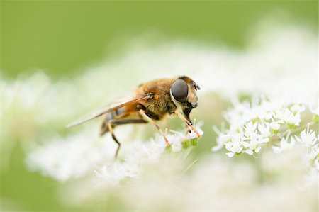 simsearch:700-08122187,k - Close-up of a marmalade hoverfly (Episyrphus balteatus) on a blossom in summer, Upper Palatinate, Stock Photo - Premium Royalty-Free, Code: 600-07734329