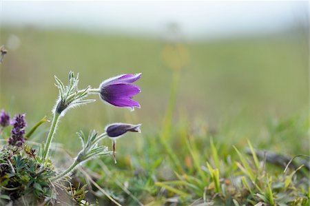 simsearch:600-07599767,k - Close-up of a pasque flower (Pulsatilla vulgaris) blossom in autumn, Upper Palatinate, Bavaria, Germany Photographie de stock - Premium Libres de Droits, Code: 600-07734335