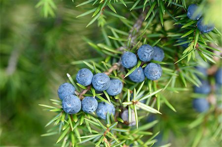 Close-up of common juniper (juniperus communis) fruits in late summer, Upper Palatinate, Bavaria, Germany Stockbilder - Premium RF Lizenzfrei, Bildnummer: 600-07734336