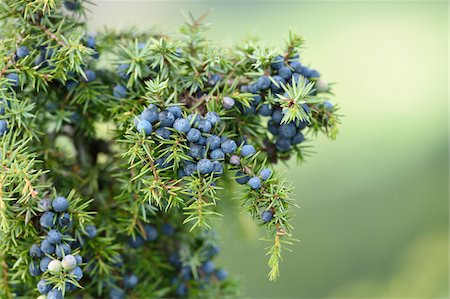 Close-up of common juniper (uniperus communis) fruits in late summer, Upper Palatinate, Bavaria, Germany Foto de stock - Sin royalties Premium, Código: 600-07734337