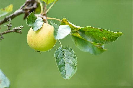 pomme - Close-up of an green apple hanging on a tree in summer, Upper Palatinate, Bavaria, Germany Foto de stock - Sin royalties Premium, Código: 600-07734345