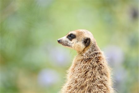 simsearch:400-08301151,k - Close-up of meerkat or suricate (Suricata suricatta) in summer, Bavaria, Germany Stock Photo - Premium Royalty-Free, Code: 600-07734346