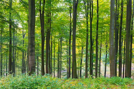 simsearch:600-07802874,k - European Beech (Fagus sylvatica) Forest in Autumn, Nature Park, Spessart, Bavaria, Germany Foto de stock - Sin royalties Premium, Código: 600-07745075