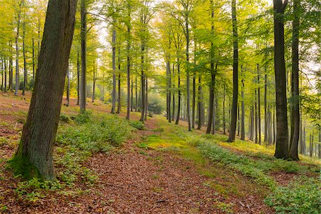 European Beech (Fagus sylvatica) Forest in Autumn, Nature Park, Spessart, Bavaria, Germany Photographie de stock - Premium Libres de Droits, Code: 600-07745077