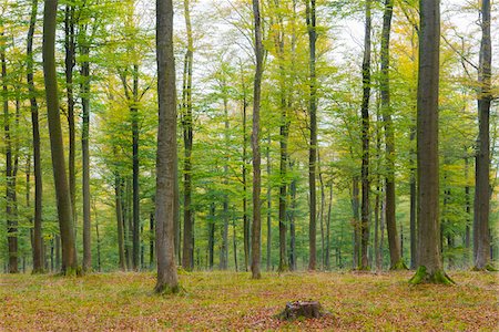 simsearch:600-07802874,k - European Beech (Fagus sylvatica) Forest in Autumn, Nature park, Spessart, Bavaria, Germany, Europe Foto de stock - Sin royalties Premium, Código: 600-07745072