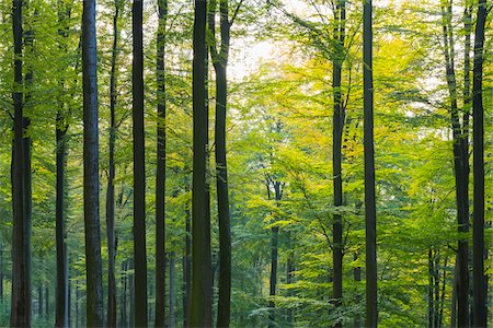 simsearch:600-07802874,k - European Beech (Fagus sylvatica) Forest in Autumn, Nature Park, Spessart, Bavaria, Germany Foto de stock - Sin royalties Premium, Código: 600-07745080