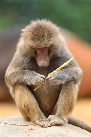 simiae - Close-up of Hamadryas Baboon (Papio hamadryas) in Summer, Zoo Augsburg, Swabia, Bavaria, Germany Stockbilder - Premium RF Lizenzfrei, Bildnummer: 600-07767296