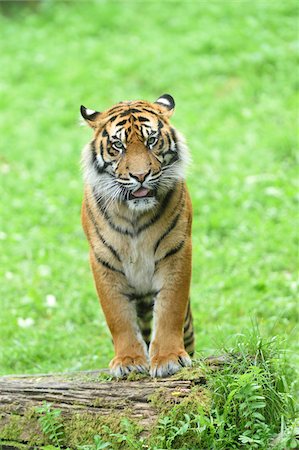 Portrait of Sumatran Tiger (Panthera tigris sumatrae) Standing on Log in Summer, Zoo Augsburg, Swabia, Bavaria, Germany Stockbilder - Premium RF Lizenzfrei, Bildnummer: 600-07767302