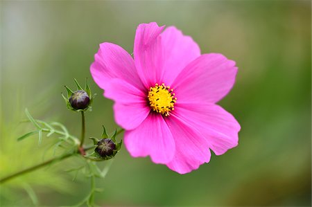 simsearch:700-07067516,k - Close-up of Garden Cosmos (Cosmos bipinnatus) Blossom in Garden in Late Summer, Upper Palatinate, Bavaria, Germany Stock Photo - Premium Royalty-Free, Code: 600-07769826