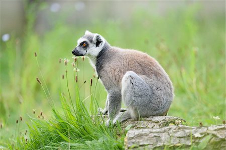 swabia - Close-up of a ring-tailed lemur (Lemur catta) sittng in a meadow in summer, Zoo Augsburg, Swabia, Bavaria, Germany Photographie de stock - Premium Libres de Droits, Code: 600-07760214