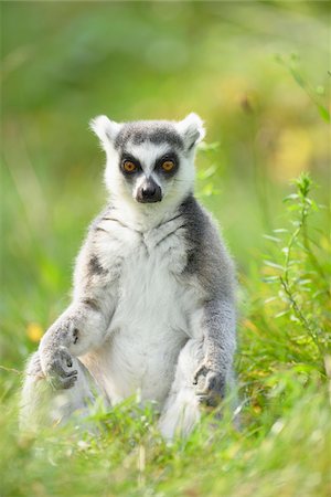 Close-up portrait of a ring-tailed lemur (Lemur catta) sitting in a meadow in summer, Zoo Augsburg, Swabia, Bavaria, Germany Foto de stock - Royalty Free Premium, Número: 600-07760215