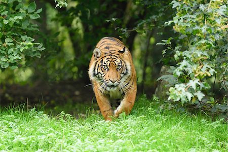 Close-up of a Sumatran tiger (Panthera tigris sumatrae) walking in meadow in summer, Zoo Augsburg, Swabia, Bavaria, Germany Photographie de stock - Premium Libres de Droits, Code: 600-07760218