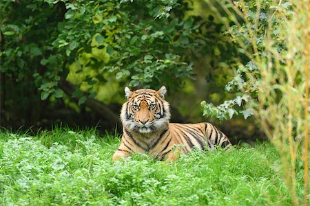 Portrait of a Sumatran tiger (Panthera tigris sumatrae) lying in a meadow in summer, Zoo Augsburg, Swabia, Bavaria, Germany Photographie de stock - Premium Libres de Droits, Code: 600-07760220