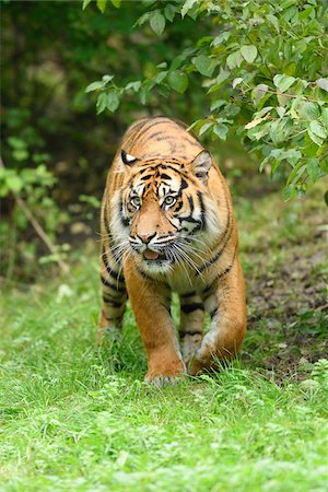 simsearch:700-08386154,k - Close-up of a Sumatran tiger (Panthera tigris sumatrae) walking in a meadow in summer, Zoo Augsburg, Swabia, Bavaria, Germany Photographie de stock - Premium Libres de Droits, Code: 600-07760221