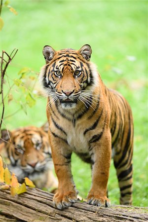 swabia - Close-up portrait of Sumatran tigers (Panthera tigris sumatrae) in a meadow in summer, Zoo Augsburg, Swabia, Bavaria, Germany Stock Photo - Premium Royalty-Free, Code: 600-07760223