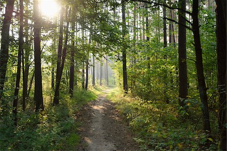 Landscape of a little trail going through the forest in late summer, Upper Palatinate, Bavaria, Germany Photographie de stock - Premium Libres de Droits, Code: 600-07760252