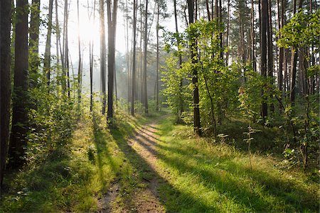 Landscape of trail going through Scots pine (Pinus sylvestris) forest in late summer, Upper Palatinate, Bavaria, Germany Stockbilder - Premium RF Lizenzfrei, Bildnummer: 600-07760253