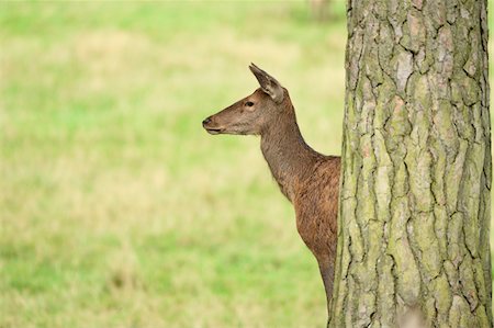 simsearch:700-07204064,k - Close-up of Female Red Deer (Cervus elaphus) by Tree in Early Autumn, Bavaria, Germany Stock Photo - Premium Royalty-Free, Code: 600-07784215