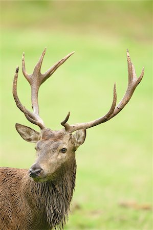 simsearch:600-07784215,k - Portrait of Red Deer (Cervus elaphus) on Meadow in Early Autumn, Bavaria, Germany Stockbilder - Premium RF Lizenzfrei, Bildnummer: 600-07784213