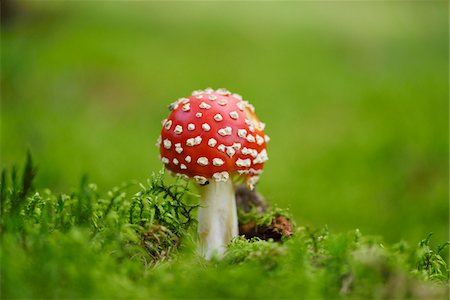 poison - Close-up of Fly Agaric (Amanita muscaria) in Early Autumn, Bavaria, Germany Photographie de stock - Premium Libres de Droits, Code: 600-07784220