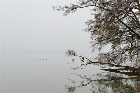 schwerin - Alder Trees reflected in Lake Schwerin, Schweriner Aussensee, Schwerin, Western Pomerania, Mecklenburg-Vorpommern, Germany Foto de stock - Sin royalties Premium, Código: 600-07784594