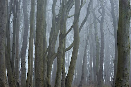dichte - Close-up of trees with fog, Ghost Forest (Gespensterwald), Nienhagen, Westren Pomerania, Mecklenburg-Vorpommern, Germany Stockbilder - Premium RF Lizenzfrei, Bildnummer: 600-07784597