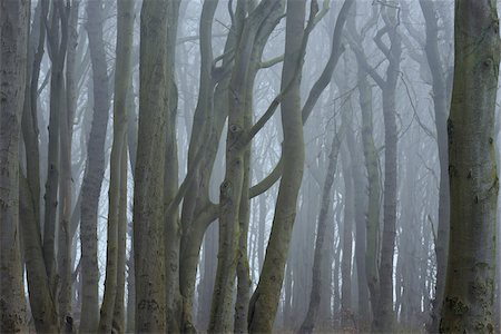 simsearch:600-07802905,k - Close-up of trees with fog, Ghost Forest (Gespensterwald), Nienhagen, Westren Pomerania, Mecklenburg-Vorpommern, Germany Foto de stock - Sin royalties Premium, Código: 600-07784597