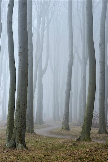 Trees in forest with fog, Ghost Forest (Gespensterwald), Nienhagen, Westren Pomerania, Mecklenburg-Vorpommern, Germany Foto de stock - Sin royalties Premium, Artista: Raimund Linke, Código de la imagen: 600-07784599