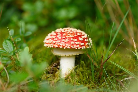 Close-up of fly amanita (Amanita muscaria) mushroom in forest in early autum, Upper Palatinate, Bavaria, Germany Foto de stock - Sin royalties Premium, Código: 600-07780108